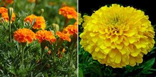 Marigold flowers are plucked when they have attained full size. Growing Hydroponic Marigold A Full Guide Gardening Tips