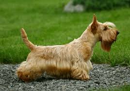 Image result for scottish terrier