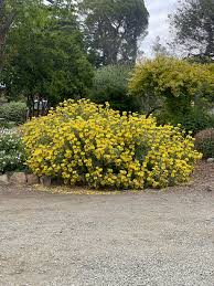 Image result for Phlomis fruticosa