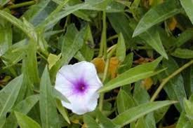Image result for Ipomoea kituiensis