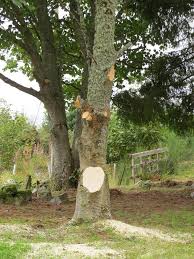 Check spelling or type a new query. Tree Root Flare Planting Gardening Forums