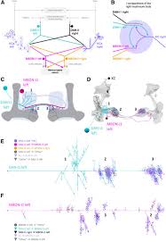 I had not considered finding the area of a square within a circle or a sphere inside a cube. Identification Of Dopaminergic Neurons That Can Both Establish Associative Memory And Acutely Terminate Its Behavioral Expression Journal Of Neuroscience