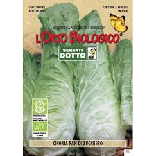 Senza glutine e latte vaccino! Semi Biologici Di Cicoria Pan Di Zucchero