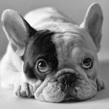 Looking for a puppy or dog in chicago, illinois? Some Companies Have Made The Dog Beds For Puppies Which Are Raised Off The Floor Of Course Thes Cute Dogs And Puppies Frenchie Bulldog French Bulldog Puppies