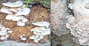 Mushroom cultivation is one of the best money earning source from home for house wife and farmers. à´š à´ª à´ª à´• à´• à´£ àµ½ à´µ à´° à´¯ à´²à´• à´·à´™ à´™àµ¾ Mushroom Koon Malayalam Farming Tips