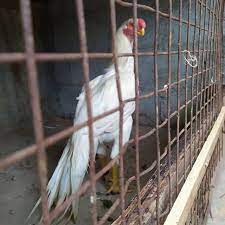 حلال الكويت غنم فواخر أغنام نجدي حلال السعوديه نعجه طلي حلال الامارات مراح جذع انتاج أغنام petchickens parrotbeaklongtaila parrot animals chickens