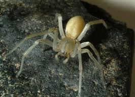 Image result for yellow sac spider bite skin