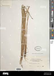 Image result for Eleocharis marginulata