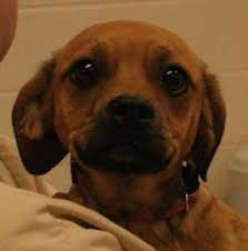 Kansas Humane Society Hazel Available For Adoption In Wichita Ks 316 524 9196 Humane Society Animal Shelter Dog Adoption