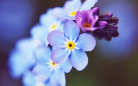 Forget me not flowers pink. Wallpaper Forget Me Not Blue Flower Close Up Pink Flower 2560x1600 Hd Picture Image