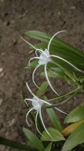 Image result for Chlorophytum amplexicaule