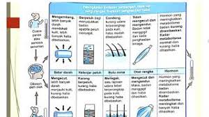 Kita semua telah mengetahui tentang siklus hujan. Homeostasis Kawal Atur Suhu Badan Part 2 Youtube