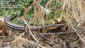 Image result for Laggera gracilis