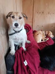 DOGS DAY OUT GIZZY added a new photo.