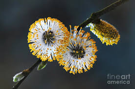 Image result for Goat Willow