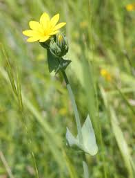 Image result for Gentianaceae