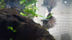 Female Betta With Gourami? | My Aquarium Club
