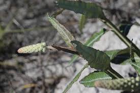 Image result for Pycnostachys coerulea