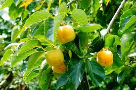 Image result for Diospyros kirkii