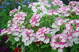 I got a plant at a swap yesterday. How To Grow And Care For Verbena Gardener S Path