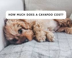 How much is a cavapoo? How Much Does A Cavapoo Cost 2021 We Love Doodles