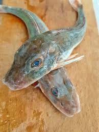 Di linguine 8 pomodori pachini 3 cucchiai di passata di pomodoro 1 bicchiere di vino bianco 1 spicchio di aglio 1 ciuffo di prezzemolo fresco 1 peperoncino sale e olio. Vermicelli Al Sugo Di Gallinella Di Mare