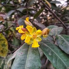 Image result for Ochna confusa