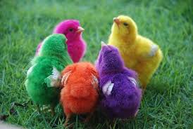 The Rainbow Chicks Cute Chickens Baby Chickens Rainbow