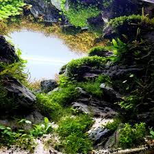 Image result for Isoglossa gregorii