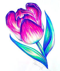 Stylized Tulip Ii Flower Illustration Color Pencil Illustration Tulips Art