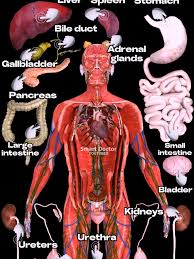 Image result for internal organs