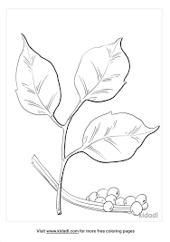 Coloring pictures are beneficial for children especially between the age of two. Poison Ivy Coloring Pages Free Plants Coloring Pages Kidadl