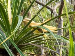 Image result for Pandanaceae