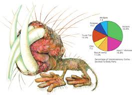 the relative sizes of different sensory representations in