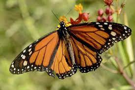 Mariposa Monarca Monarcas Mariposa Monarca