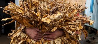 Notable people with the surname include: Tobacco Control A Major Component Of Environmental Protection Efforts Un Health Official Un News