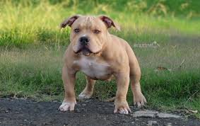 Pocket Bully Bullymon Sonic At 5 Months American Bully Bully Breeds American Bully Kennels How to draw a shark from the basic fish shape: pocket bully bullymon sonic at 5 months