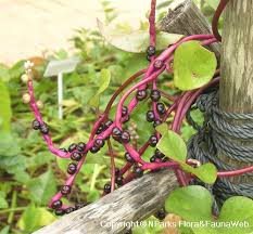 Image result for Basella