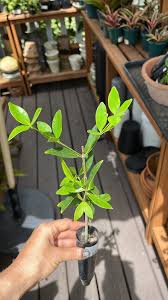 Image result for Alyxia