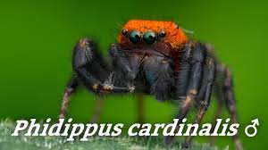 Check spelling or type a new query. Phidippus Cardinalis Velvet Ant Mimicking Jumping Spider 4k Youtube