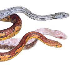 Fancy Corn Snake Corn Snake Snake Corn Snakes For Sale