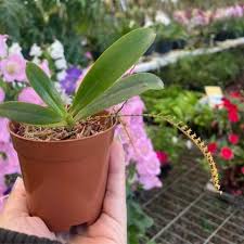 Image result for Chamaeangis