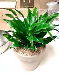 Daun tanaman kuping gajah yang memiliki daya pikat terutama dari bentuk daunnya yang istimewa. 15 Jenis Jenis Tanaman Hias Daun Bantu Percantik Dan Segarkan Rumah Merdeka Com Line Today