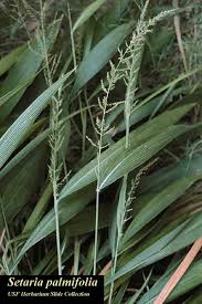 Image result for Setaria homonyma