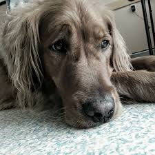 I use to be a traveling sales person and the sunshine coast was part of my territory. All For Pets Home Facebook