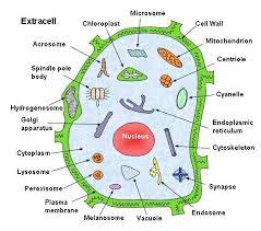 We did not find results for: Organelles And Vesicles Cell Wall Organelles Plant Cell