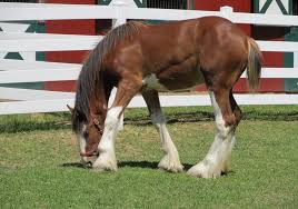 How tall is the tallest clydesdale horse? Percheron Vs Clydesdale Helpful Horse Hints