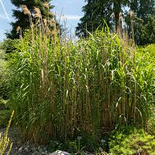 Image result for Miscanthus