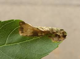 Image result for Scleria gracillima