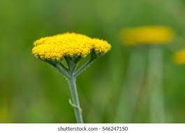 Fernleaf Yarrow High Res Stock Images Shutterstock